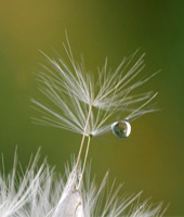 samen tautropfen