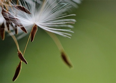 samen pusteblume