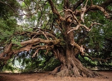 alter baum